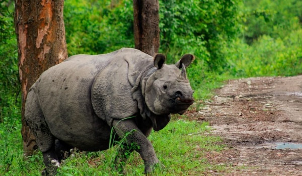 Kaziranga 2