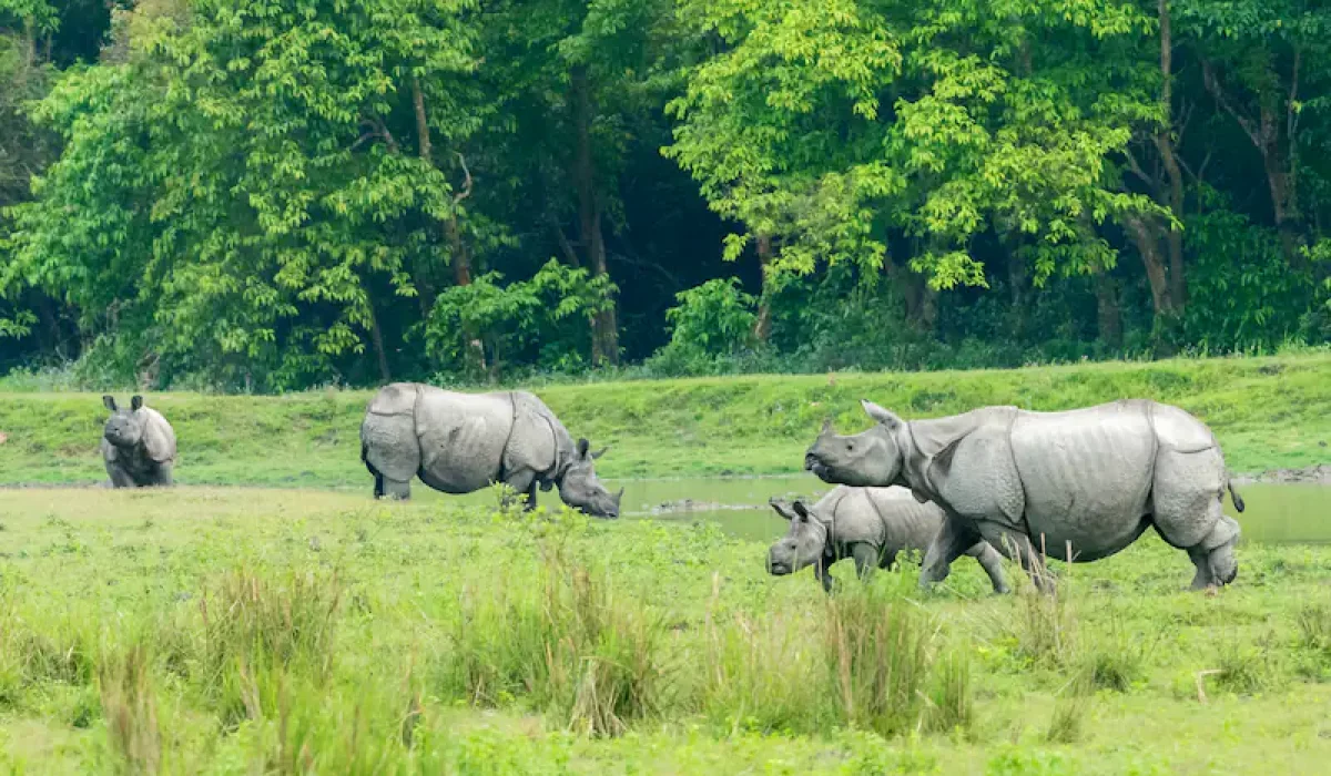 Kaziranga